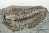 Two Flexicalymene Trilobite Fossils - Mt Orab, Ohio #199507-2